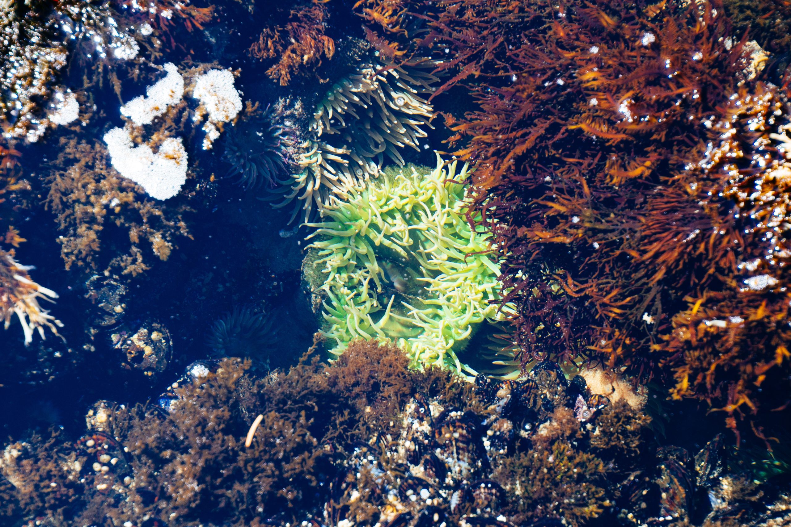 Seaweed