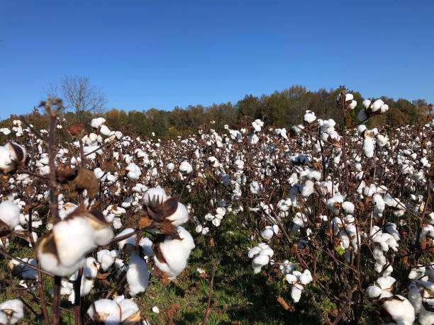 U.S.-Africa Trade Desk Exports 300 Tons of North Carolina Cotton to Mauritius, Strengthening Trade Ties