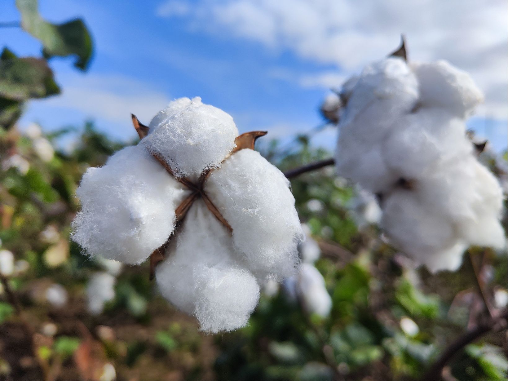 Shandong Launches TRECOTTTON Pilot for Fully Traceable Cotton Supply Chain