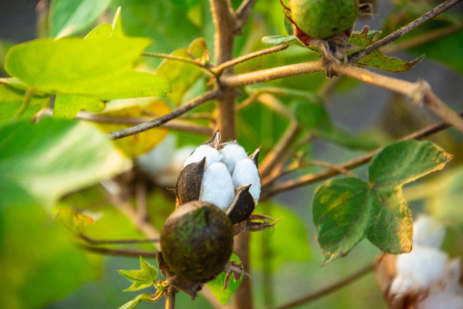 Better Cotton Initiative marks milestone with over 50% of cotton now traceable in fashion supply chains