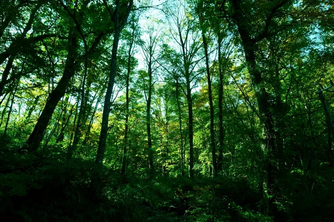 Wood-based MMCF sector steps into next phase of climate accountability with SBTi testing initiative