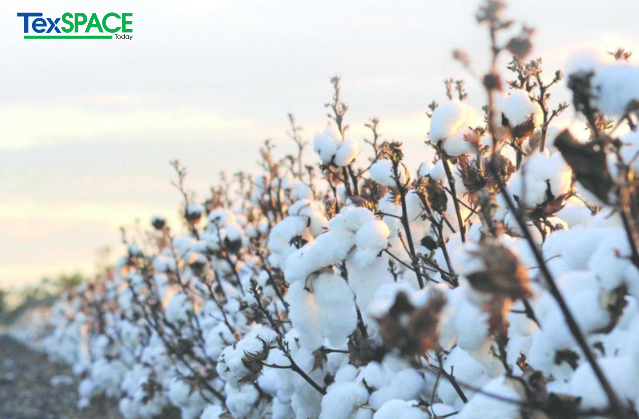 India’s textile industry calls for duty-free cotton imports to stay export competitive