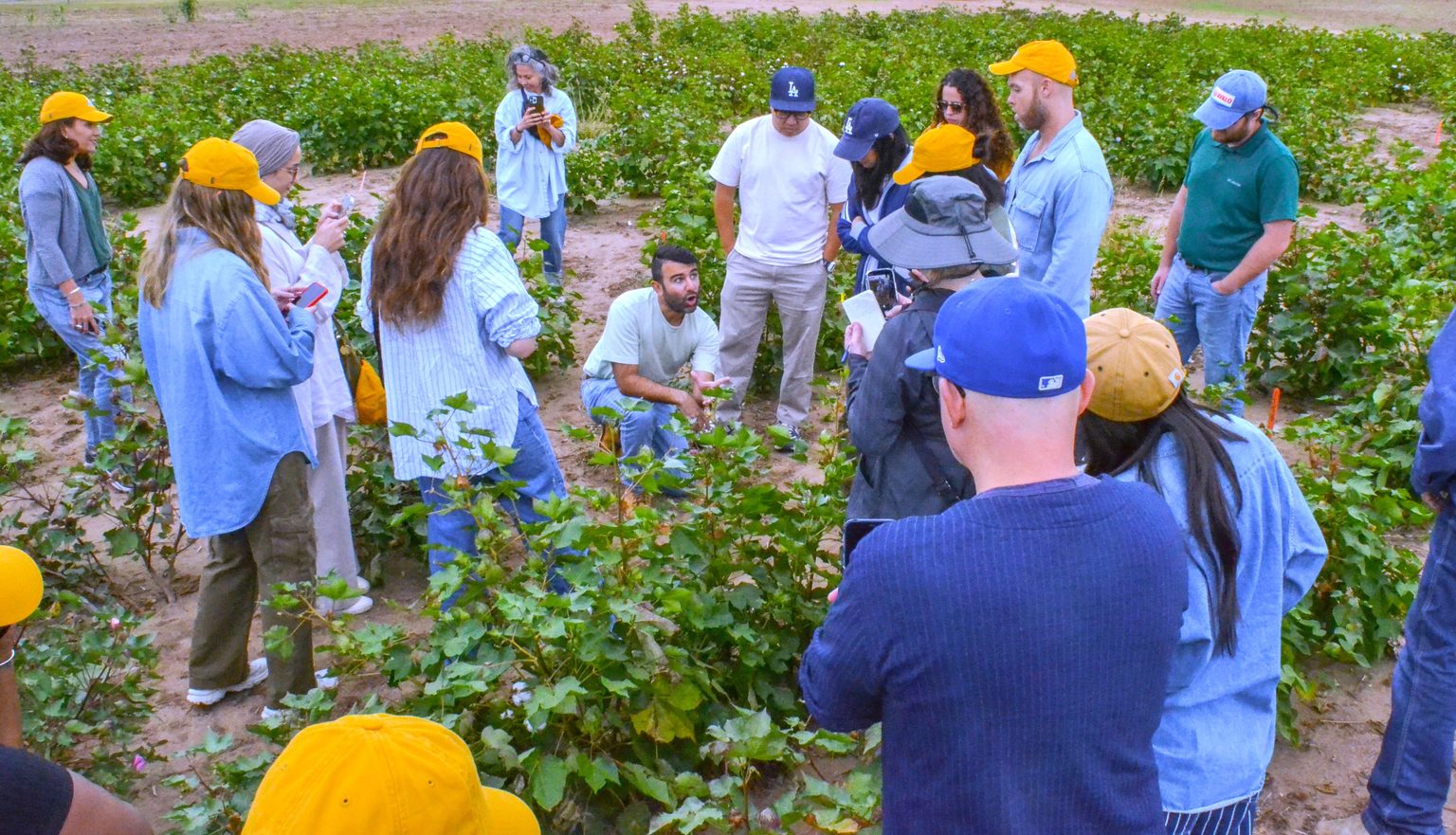 Better Cotton Initiative partners with Avalo in AI plant breeding for climate-resilient cotton